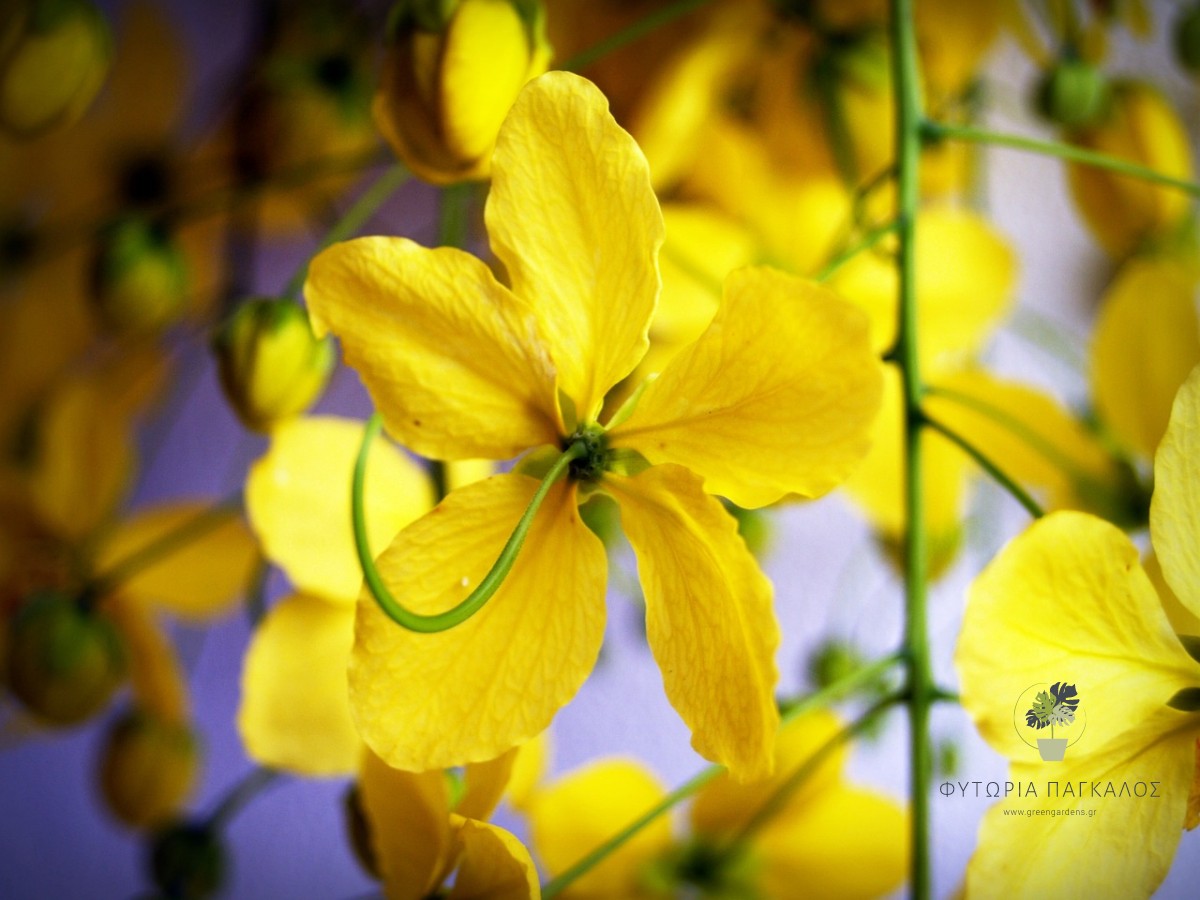 ΚΑΣΣΙΑ – Cassia floribunda - 1